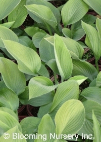 Hosta sieboldii                                   